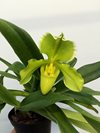 Paphiopedilum гибрид 